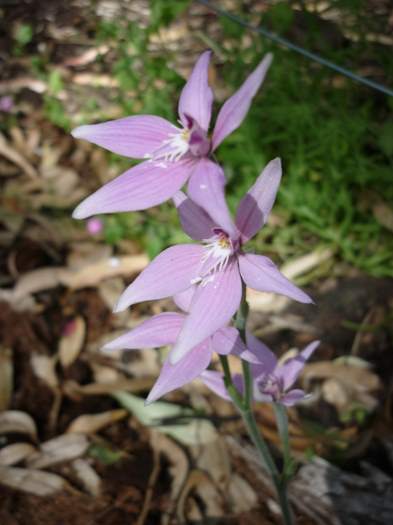 Caladenia latifolia - Pink Fairy - orchid P1200967.JPG